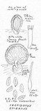 Crepidotus epibryus image