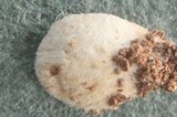Crepidotus epibryus image
