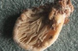 Crepidotus epibryus image