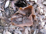 Peziza repanda image