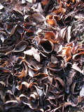 Peziza repanda image