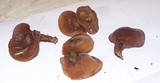 Auricularia angiospermarum image
