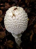 Amanita abrupta image