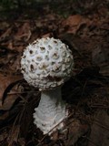 Amanita cokeri image