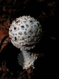 Amanita cokeri image