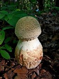 Amanita daucipes image