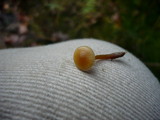 Galerina annulata image