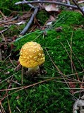 Amanita flavorubens image