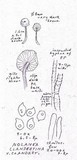 Nolanea clandestina var. clandestina image