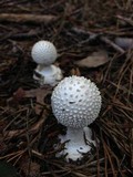 Amanita abrupta image
