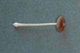 Inocybe fuscidula image