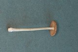 Inocybe fuscidula image
