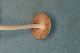 Inocybe fuscidula image