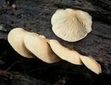 Crepidotus applanatus image
