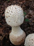 Amanita daucipes image