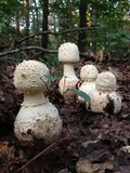 Amanita daucipes image