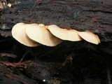 Crepidotus applanatus image