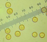 Crepidotus applanatus image