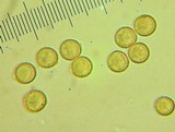 Crepidotus applanatus image