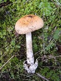 Amanita subnudipes image