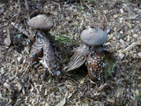 Geastrum fornicatum image