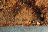 Amaurodon viridis image