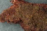 Amaurodon viridis image