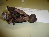 Geastrum melanocephalum image