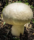 Lycoperdon pratense image