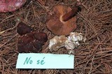 Rhizina undulata image