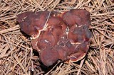 Rhizina undulata image