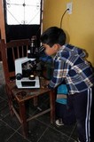 Rhizina undulata image