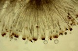 Rhizina undulata image