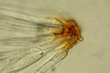 Rhizina undulata image