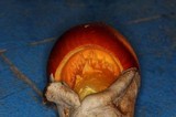 Amanita basii image