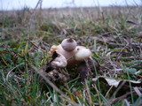 Geastrum nanum image