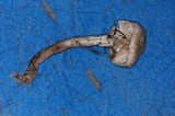 Lepiota magnispora image