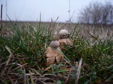 Geastrum nanum image