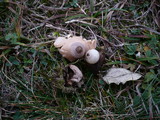 Geastrum nanum image