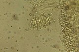 Floccularia luteovirens image