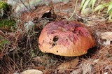 Rubroboletus dupainii image