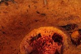 Rubroboletus dupainii image