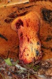 Rubroboletus dupainii image
