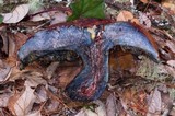 Rubroboletus dupainii image