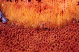 Rubroboletus dupainii image