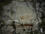Gloiothele lactescens image
