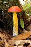 Heimioporus betula image