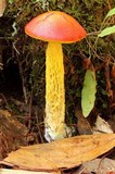 Heimioporus betula image