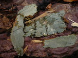 Gloiothele lactescens image