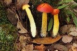 Heimioporus betula image